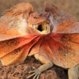 Profile photo of Frank