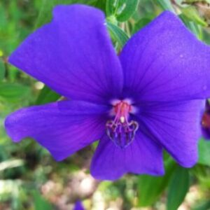 Profile photo of Lilmandrake